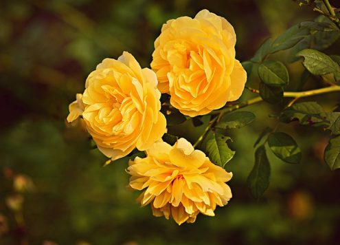 Three Yellow Roses